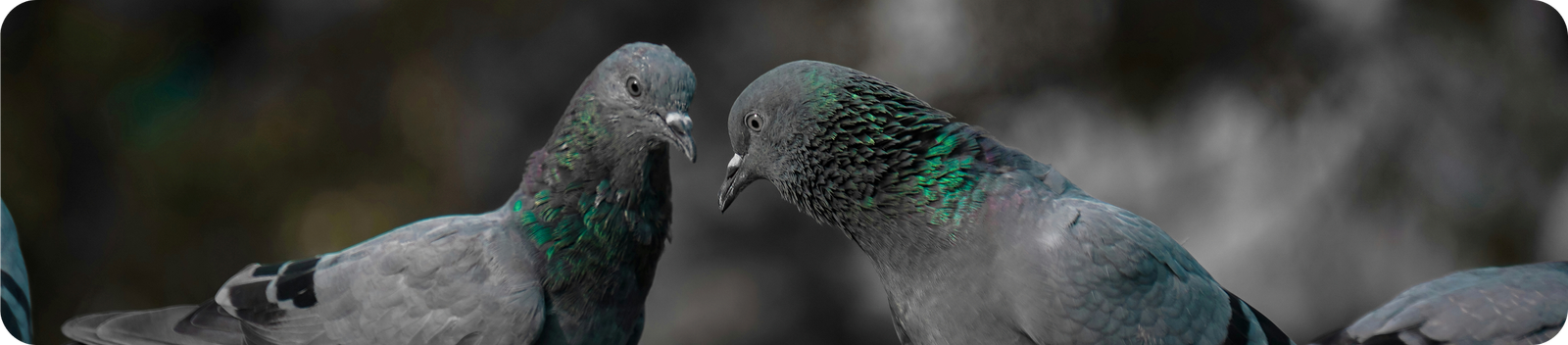 Pigeon